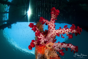 "Under the jetty",Arborek, Raja Ampat. by Filip Staes 